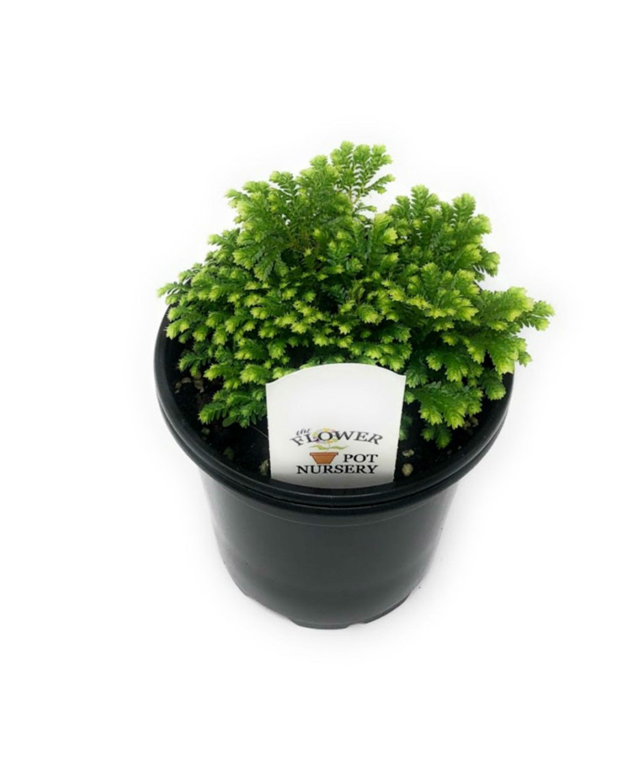 Карбюратор leader pz19jb