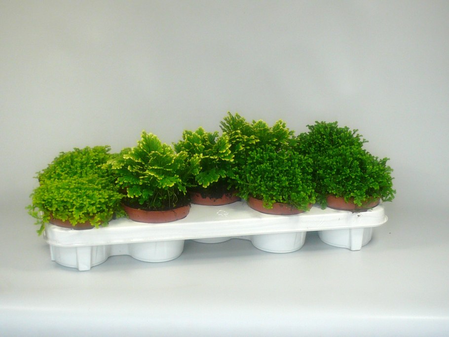 Размножение селагинеллы