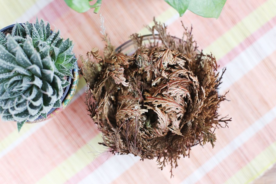 Флорариум с мхом