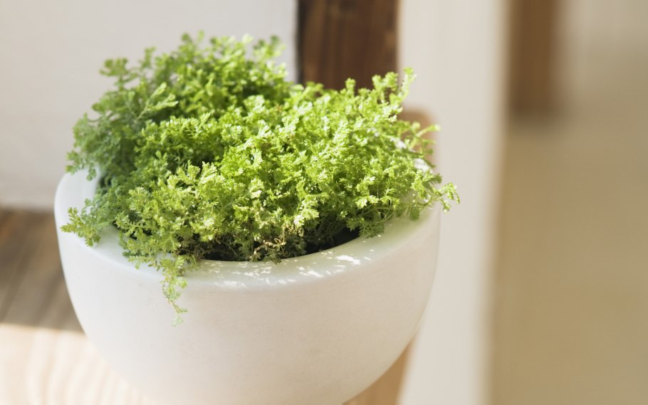 Селагинелла унцината