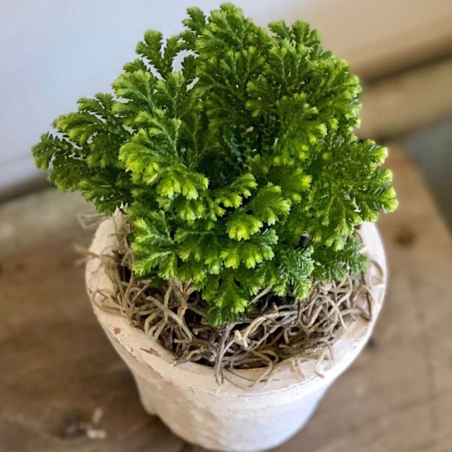 Растение хвойное селагинелла