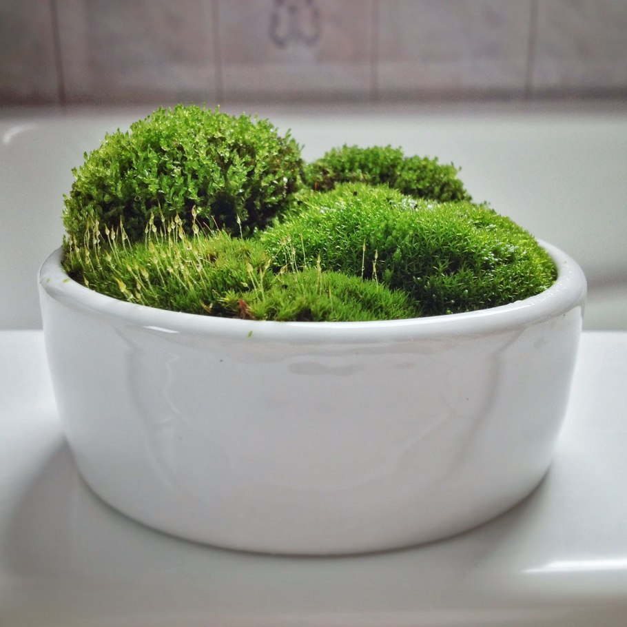 Selaginella martensii