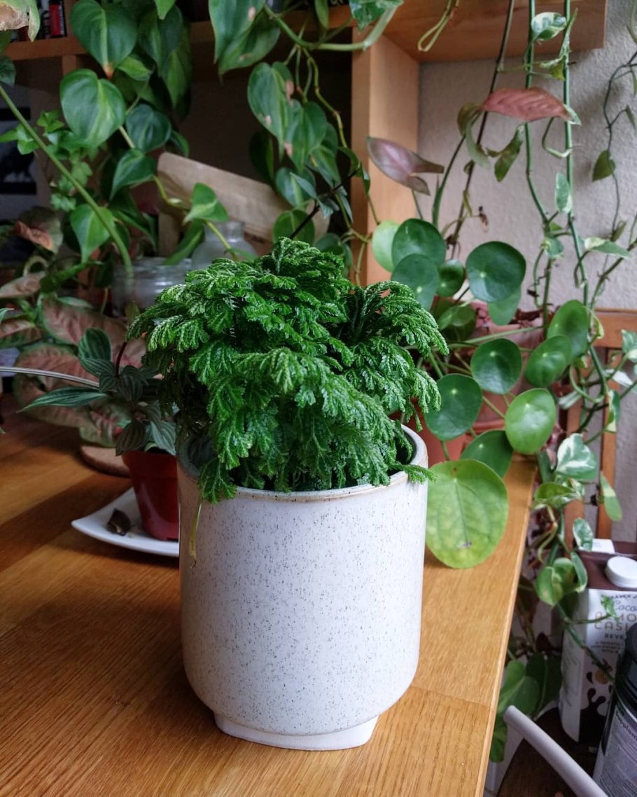 Плаунок селагинелла