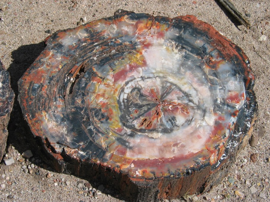 Окаменелое дерево.(Petrified Wood).