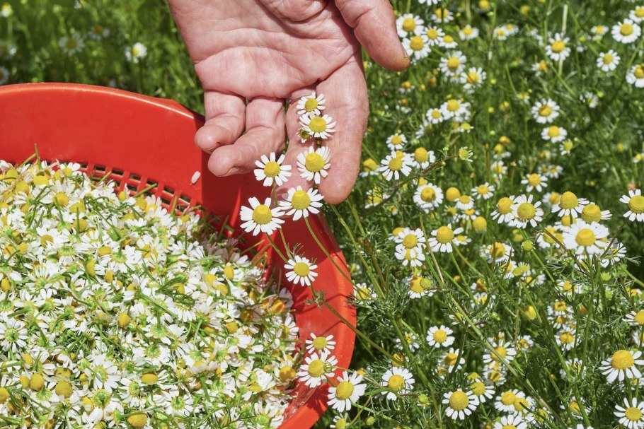 Ромашка матрикария