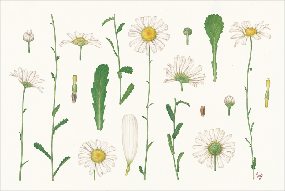 Ромашка лекарственная аппликация