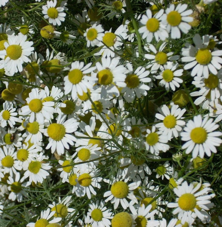 Проект на тему лечебные травы