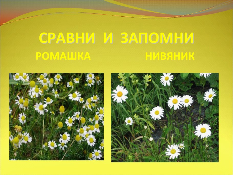 Ромашка лекарственная и Полевая