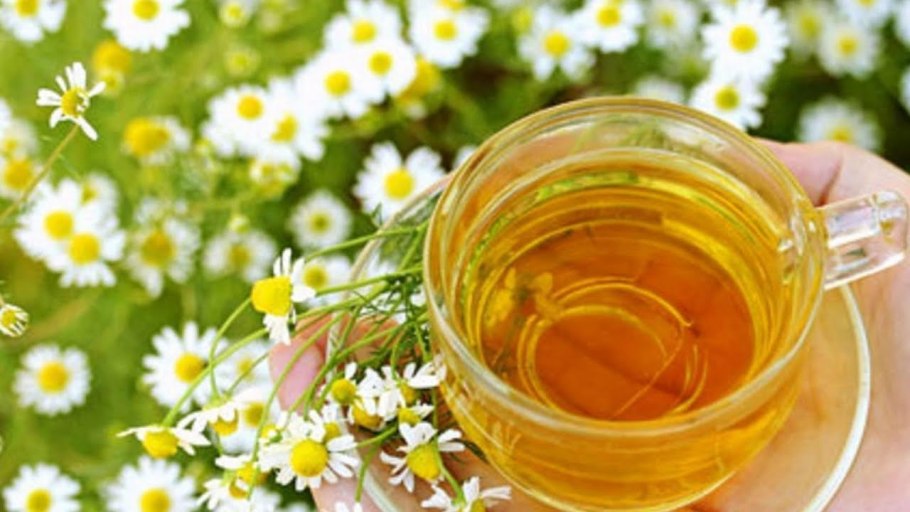 Лечебные растения