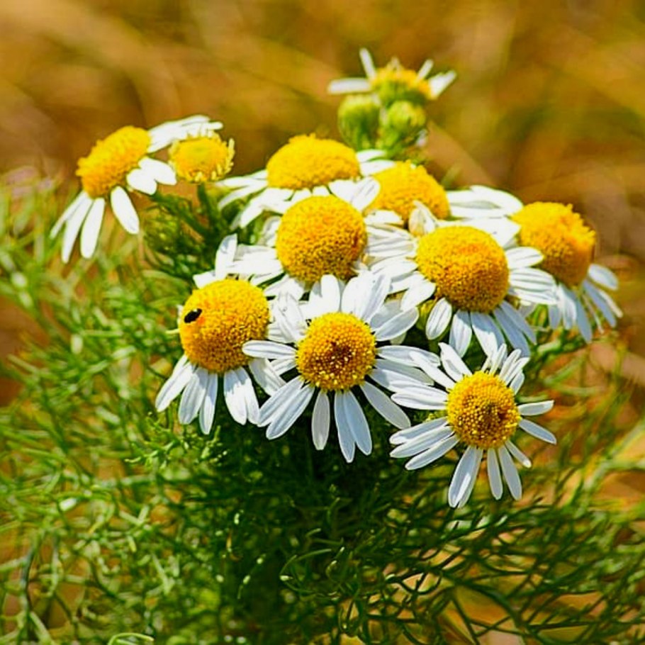 Ромашка аптечная matricaria chamomilla