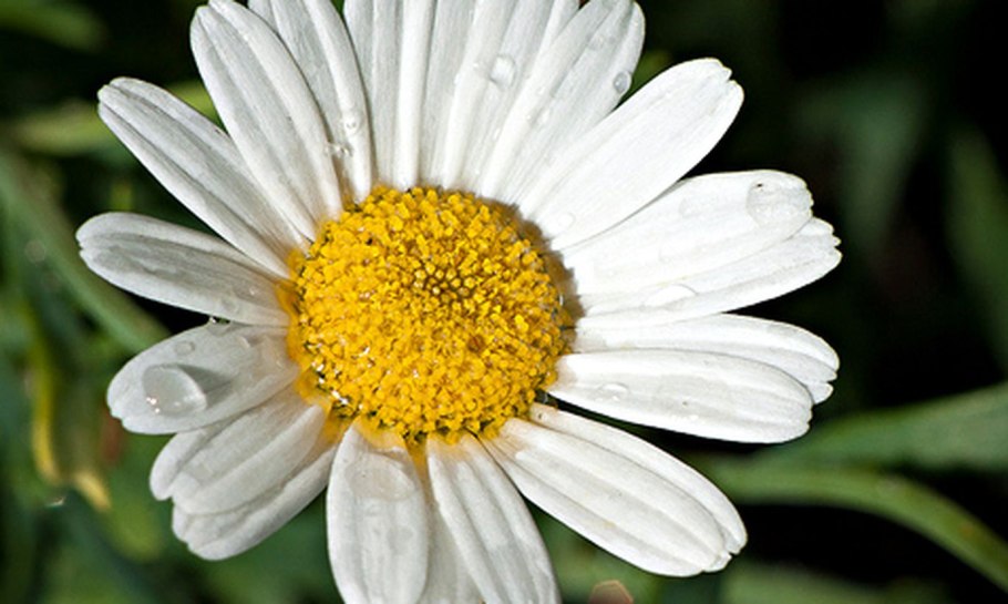 Ромашка настоящая