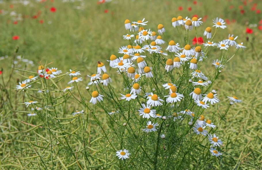 Ромашка полевая мелколистная