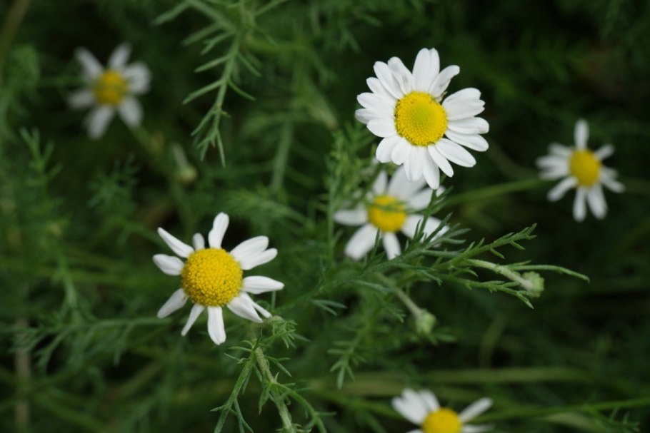 Ромашка Степная Полевая