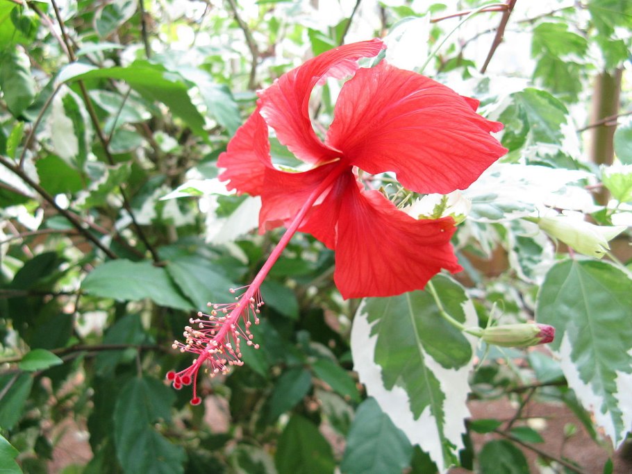 Гибискус (Hibiscus).