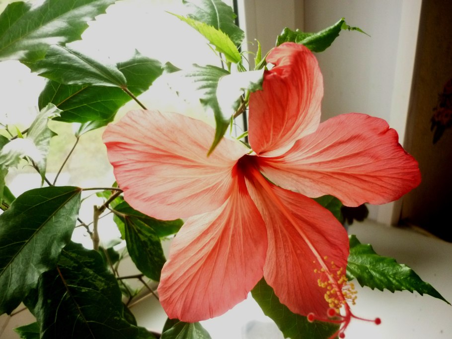 Китайская роза (Hibiscus Rosa-sinensis)