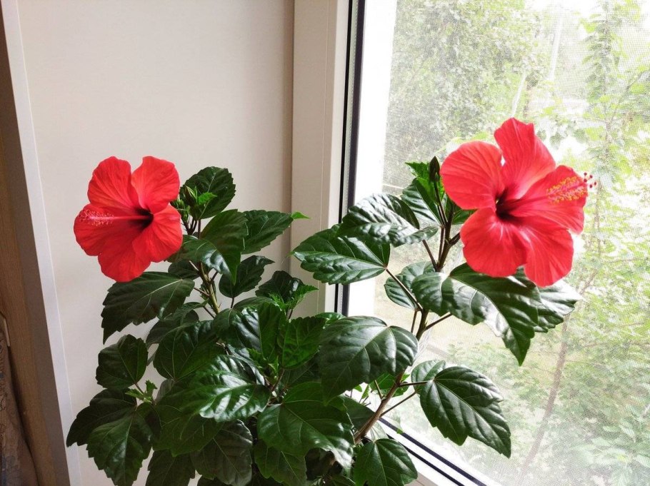 Гибискус (Hibiscus).