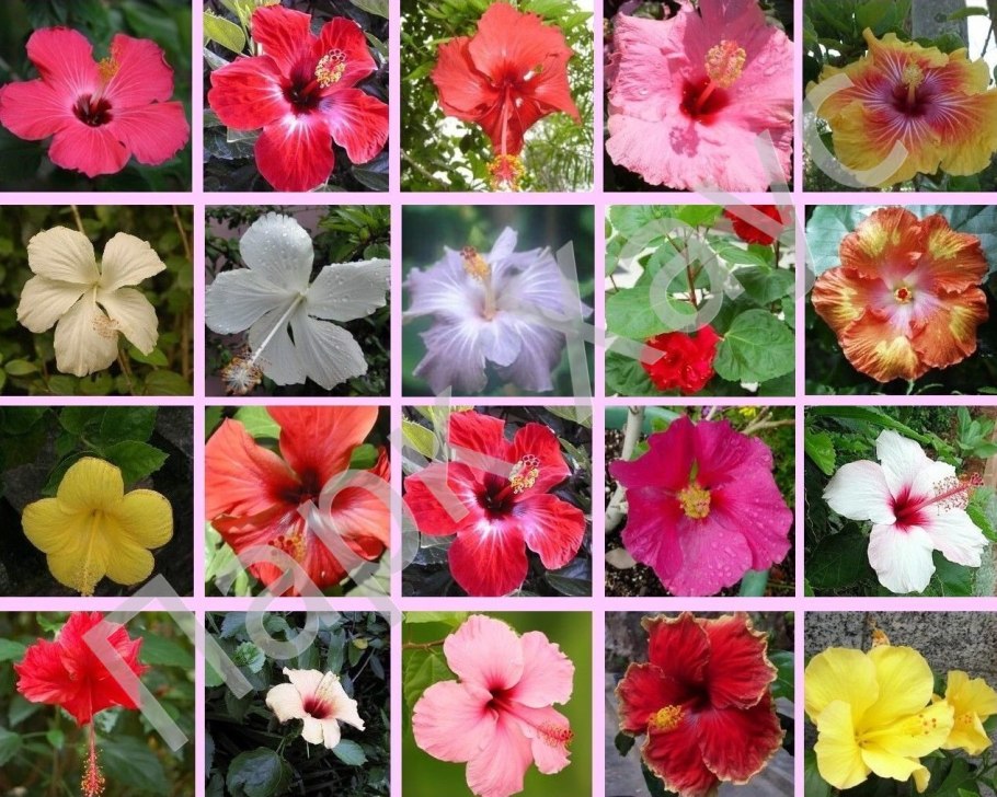 Гибискус (сирийский) - ред Харт (Люкс)
