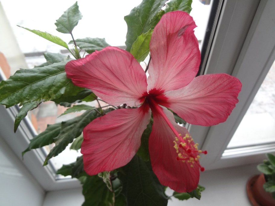 Роза гибискус