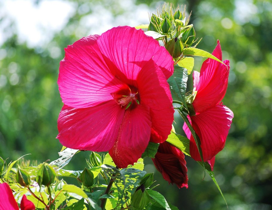 Гибискус китайская роза