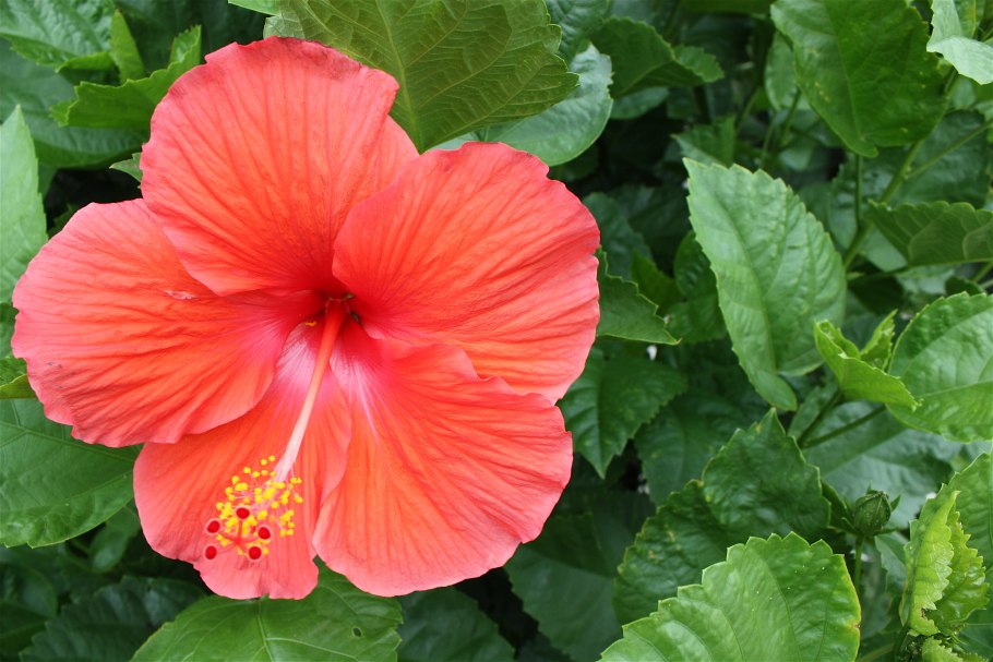 Гибискус сорта