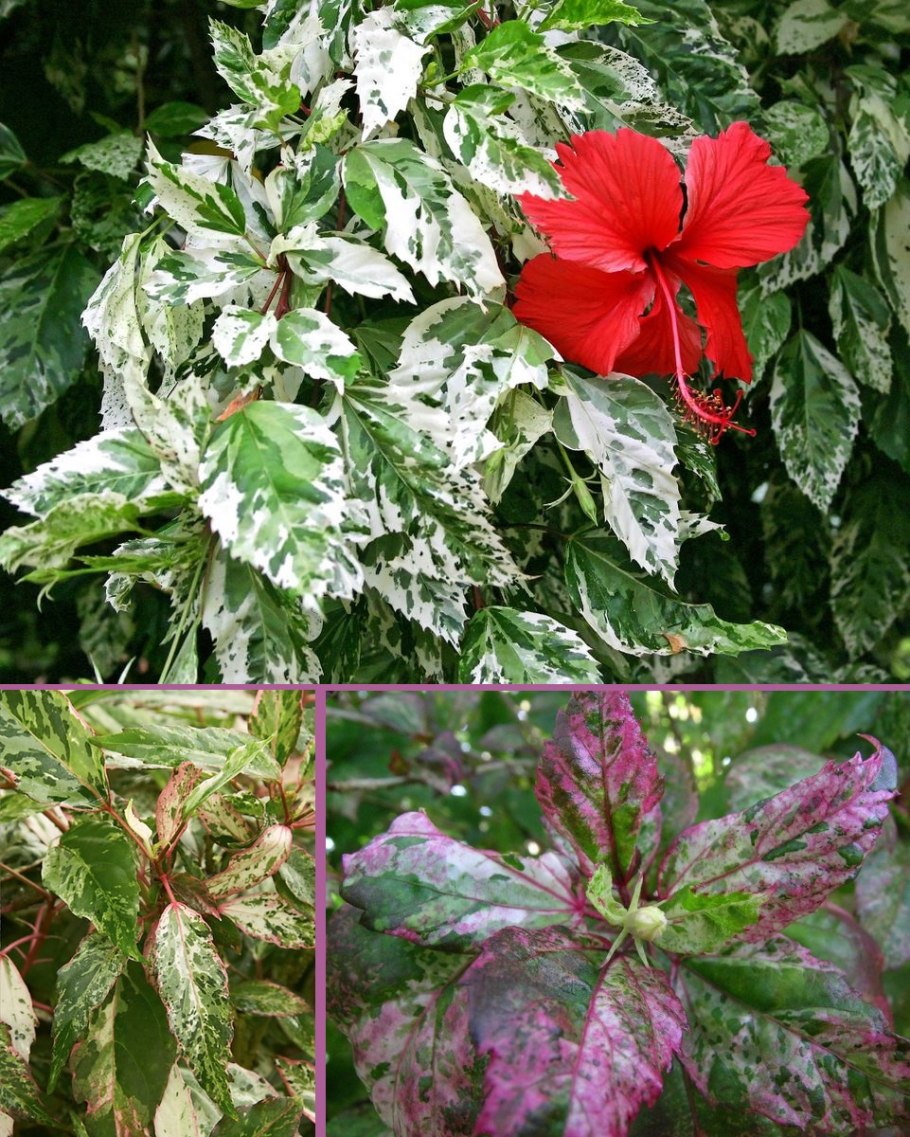 Гибискус сирийский ред Харт