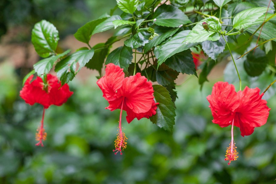 Красный цветок гибискуса