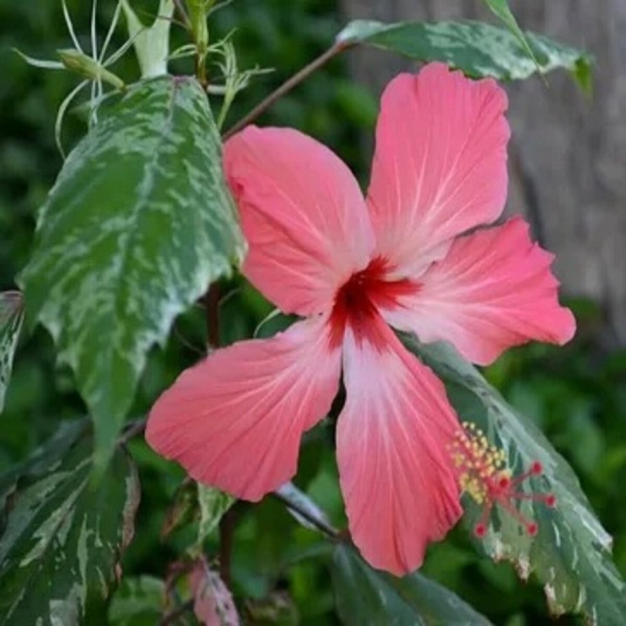 Гибискус чайная роза