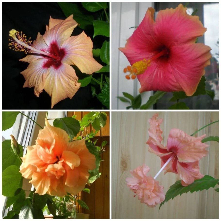 Гибискус чайная роза