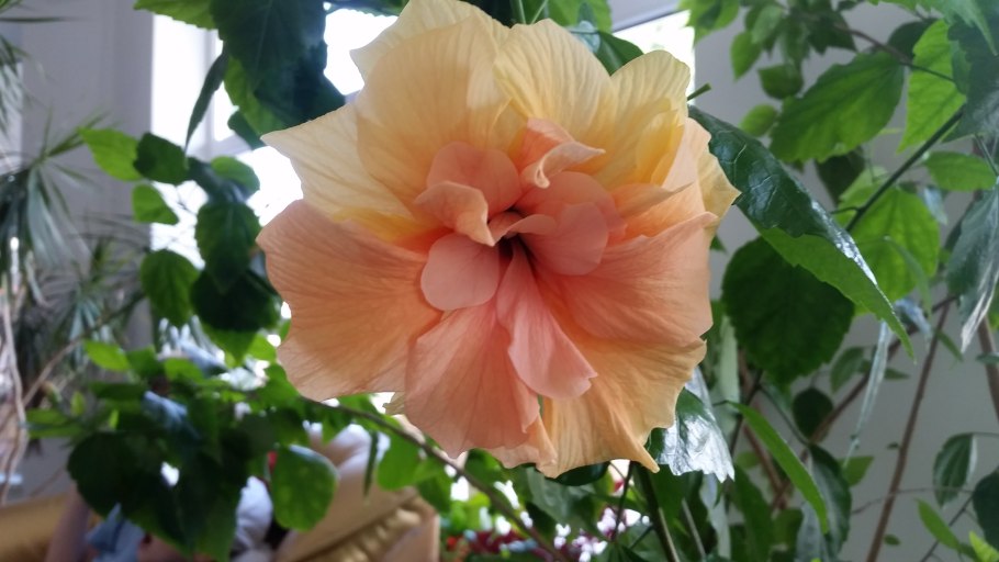 Китайская роза (Hibiscus Rosa-sinensis)