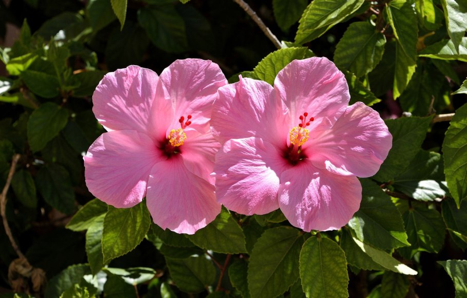 Гибискус Black Rainbow