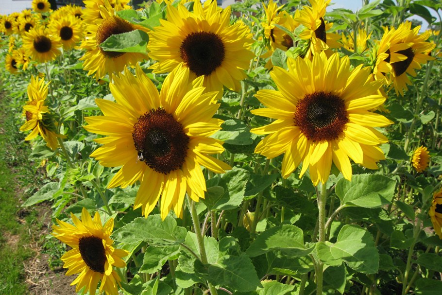 Подсолнечник красностебельный