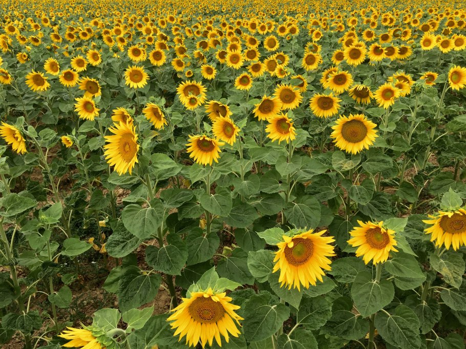 Гелиантус подсолнечник декоративный поля