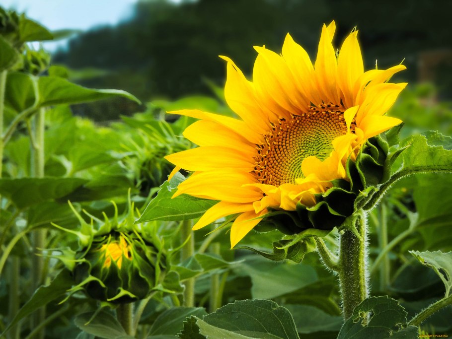 Семена подсолнечник Битюг