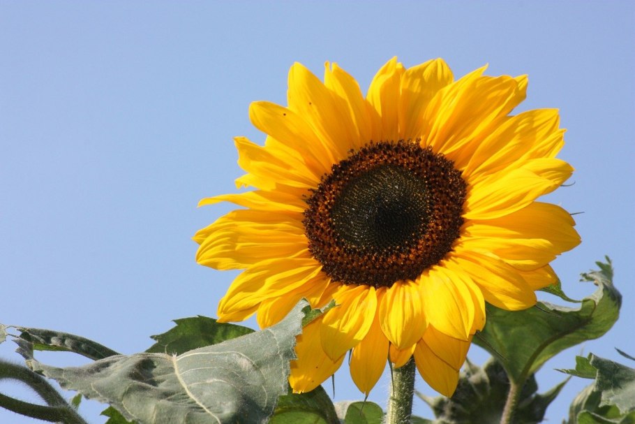 Цветок подсолнечника