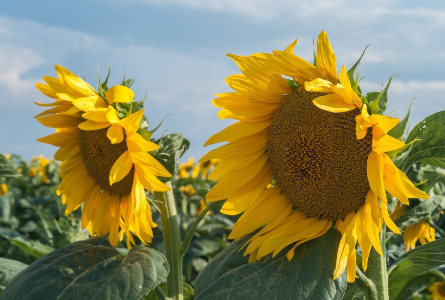 Нераскрывшийся подсолнух