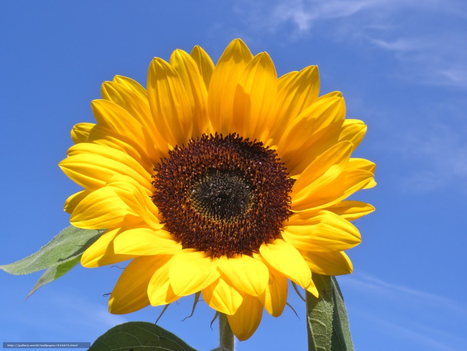 Подсолнух передовик