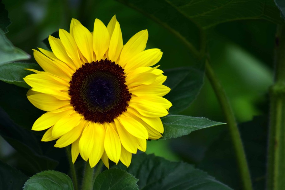 Подсолнечные цветы