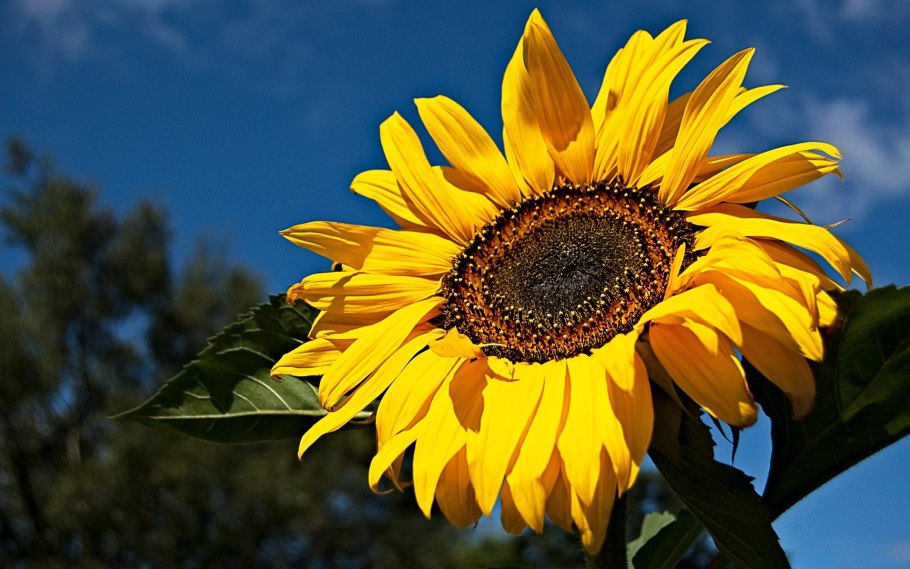 Красота растений Подсолнухи