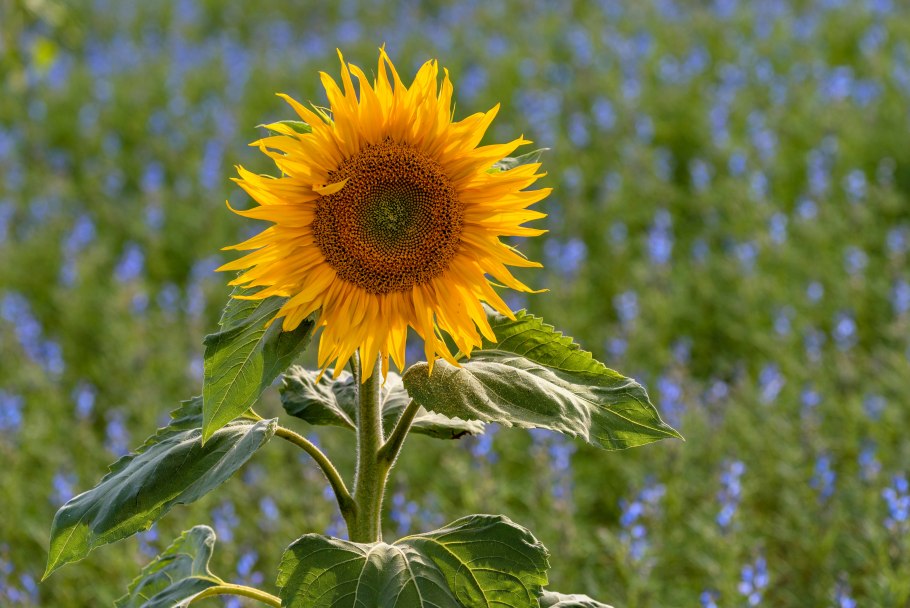 Полевые Подсолнухи