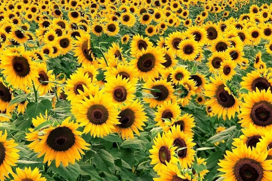 Марица подсолнечник