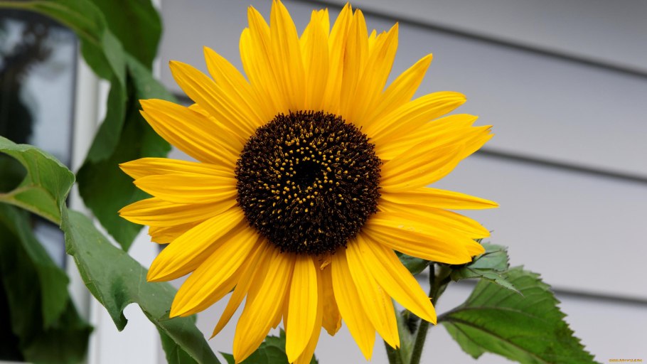 Подсолнух сбоку