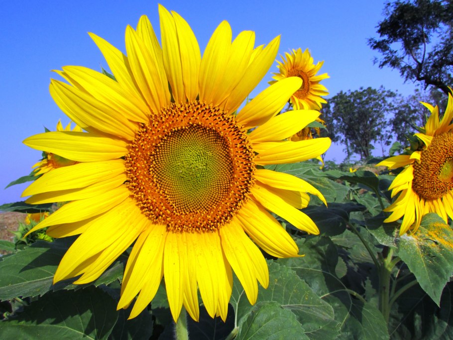 Подсолнечник (Helianthus)