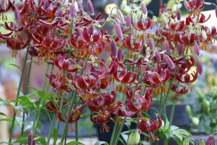 Лилия мартагон Альба