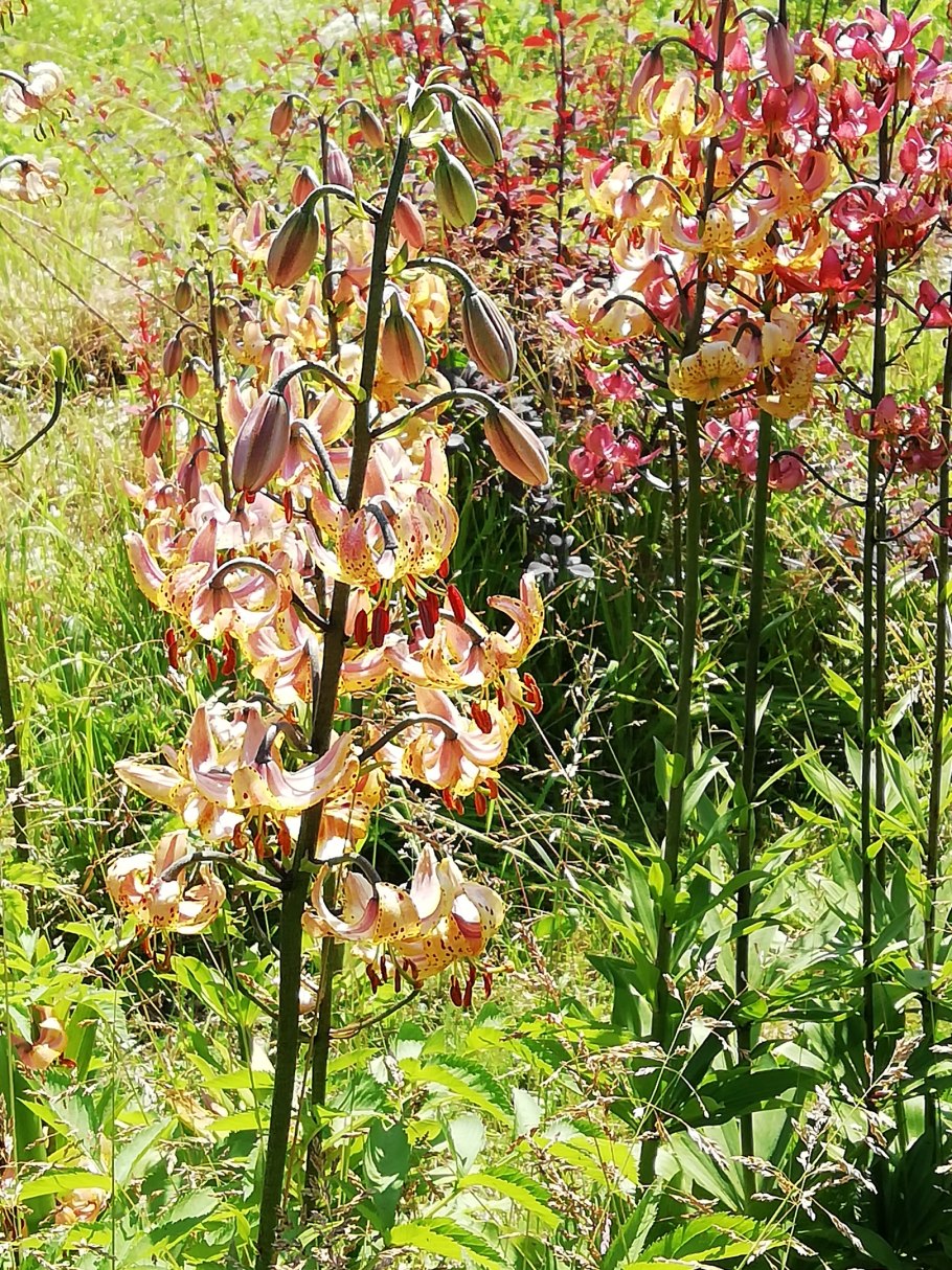 Лилия мартагон марун Кинг