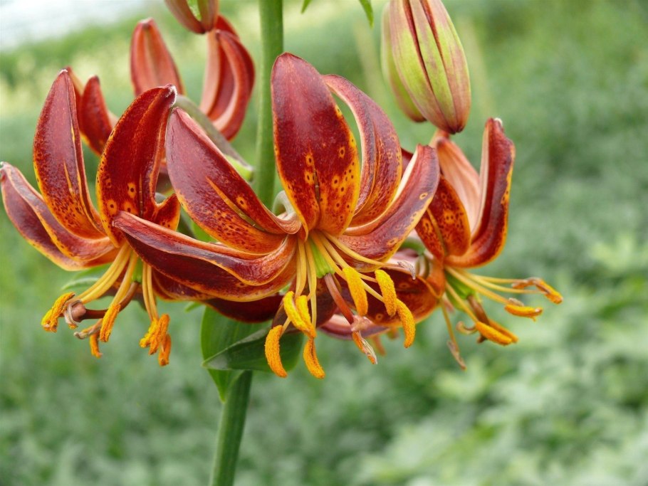 Arabian Knight Лилия мартагон