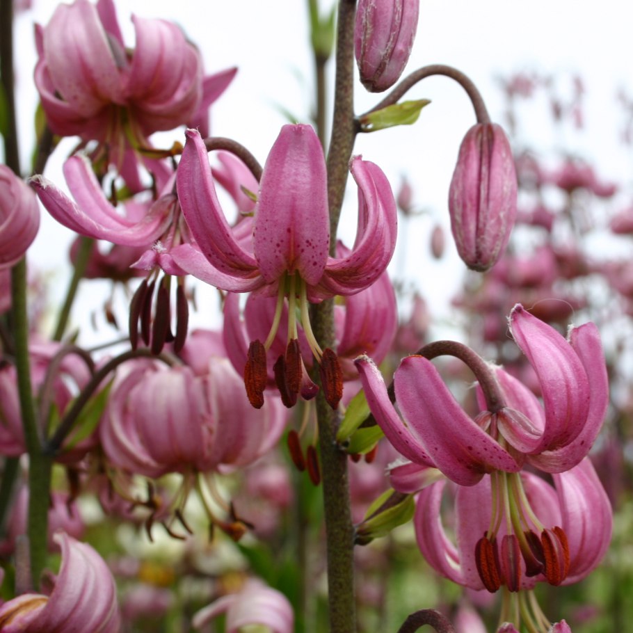 Лилии мартагоны сорта