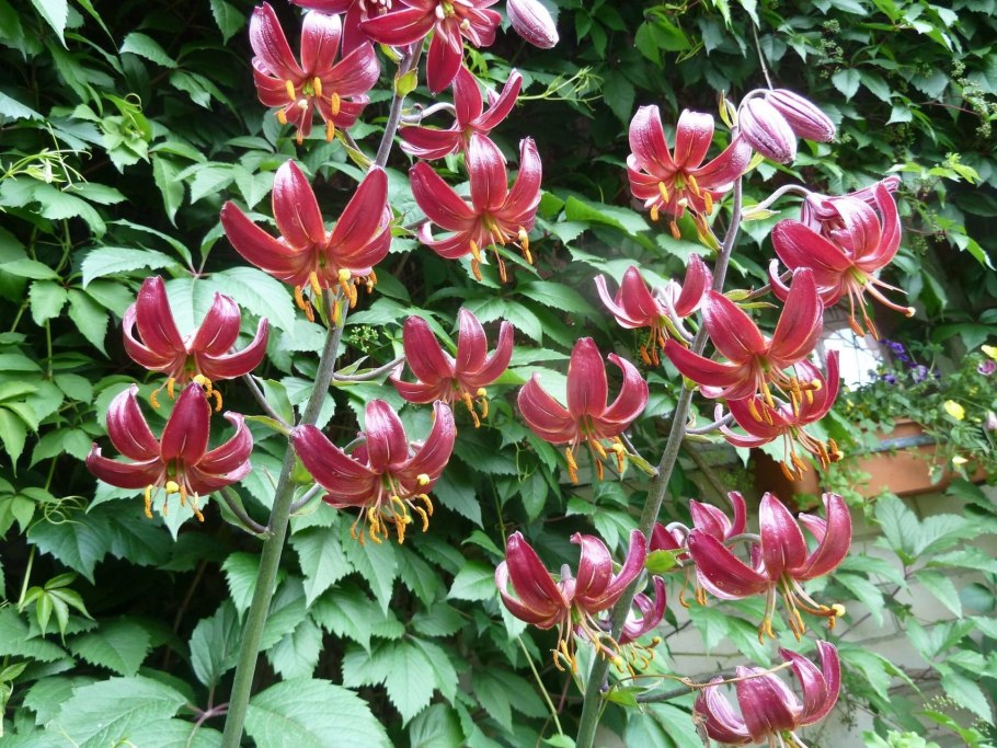 Мартагоны Арабиан Найт