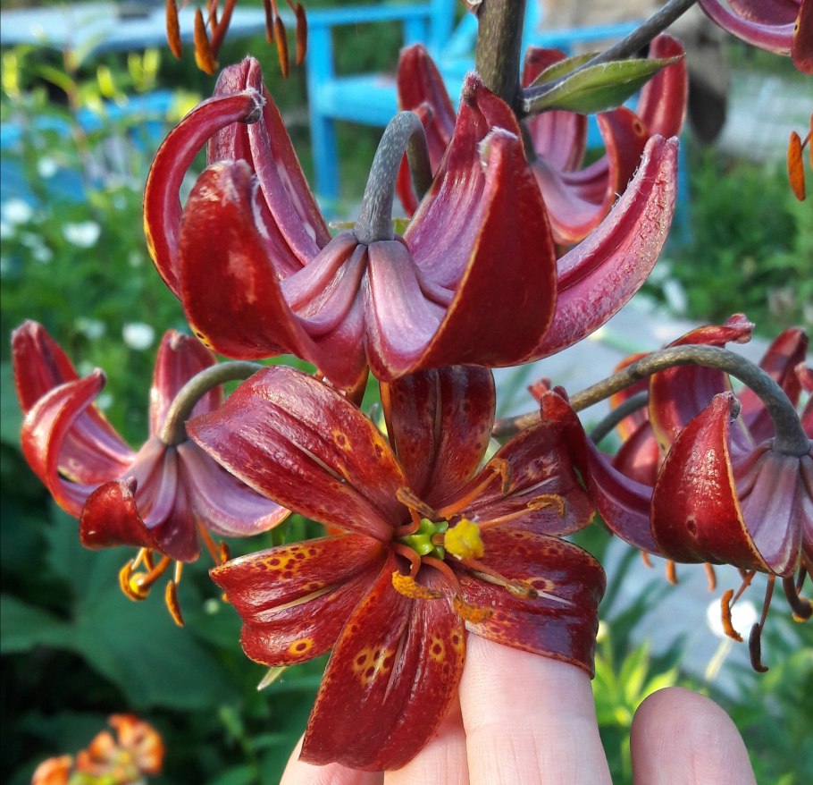 Лилия кудреватая мартагон