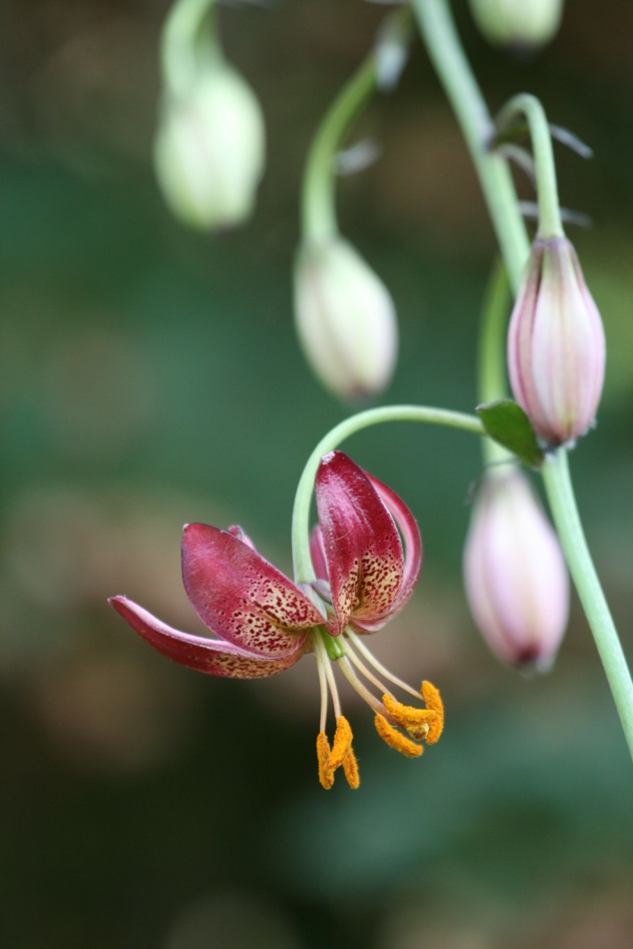 Лилия мартагон альбум