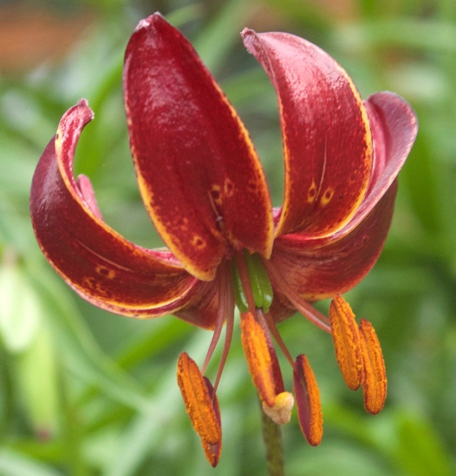 Лилия мартагон саранка